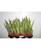 Sansevieria golden futura m12                     
