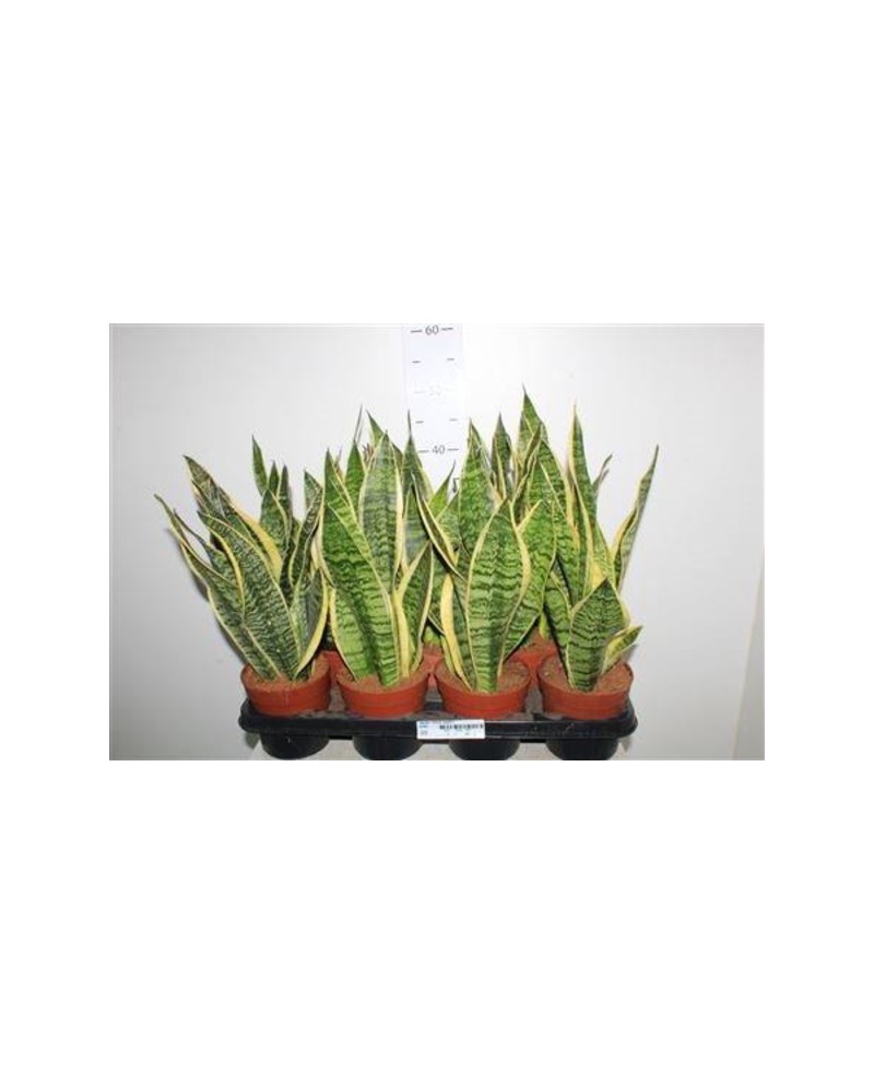 Sansevieria golden futura m12                     