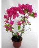 Bouganvillea 3.5lt 3cañas 90cm                    