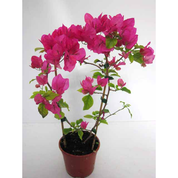 Bouganvillea 3.5lt 3cañas 90cm                    