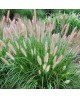 Pennisetum alopecuroides 2lt                      