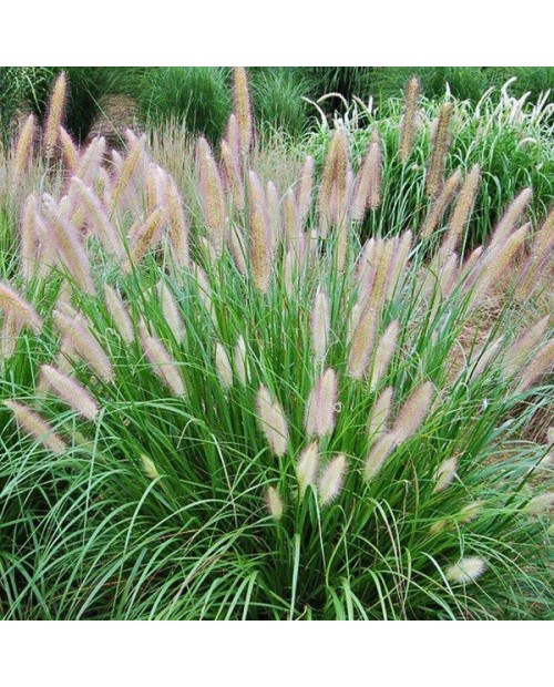 Pennisetum alopecuroides 2lt                      