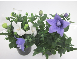 Platycodon m13                                    