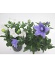 Platycodon mix m13                                