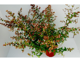 Abelia floribunda m13                             