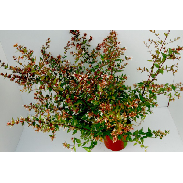 Abelia floribunda m13                             