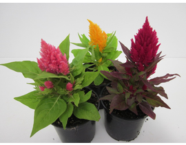 Celosia plumosa 11                                