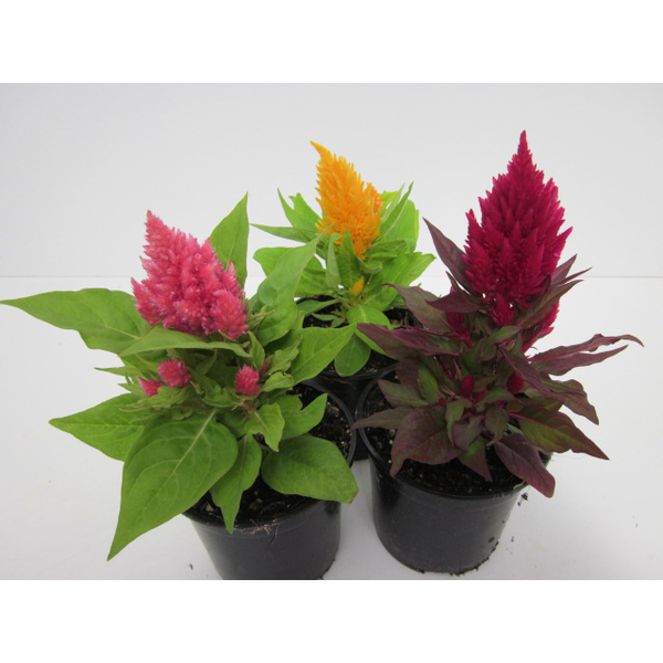 Celosia plumosa 11                                
