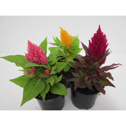 Celosia plumosa 11                                