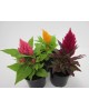 Celosia plumosa 11                                