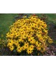 Rudbeckia m13                                     