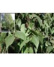 Celtis australis 8/10 maceta                      