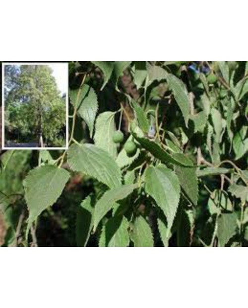 Celtis australis 8/10 maceta                      