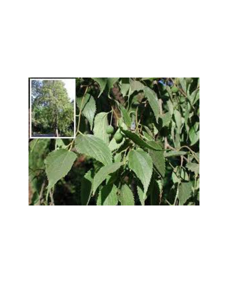 Celtis australis 8/10 maceta                      