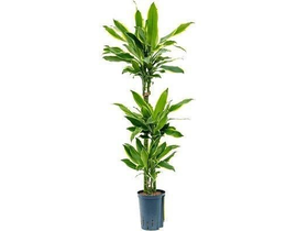 Dracaena gold coast 30/60/90/120                  