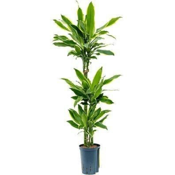 Dracaena gold coast 30/60/90/120                  