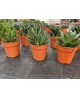 Cactus mix m13                                    