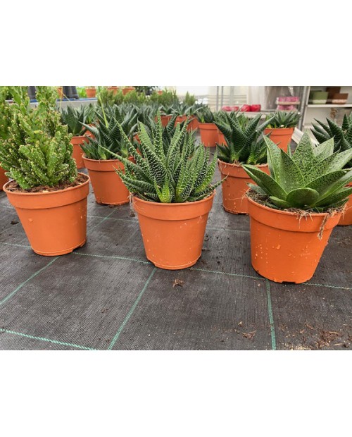 Cactus mix m13                                    
