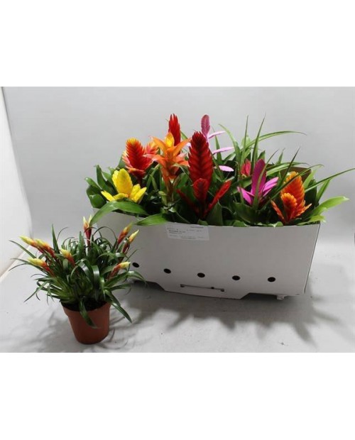 Bromelia mix 12                                   
