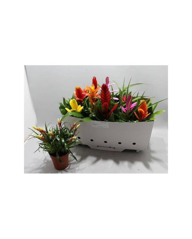 Bromelia mix 12                                   