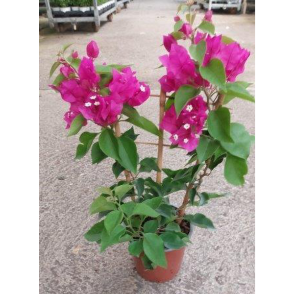 Bouganvillea sange m14 espaldera                  