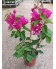 Bouganvillea sange m14 espaldera                  