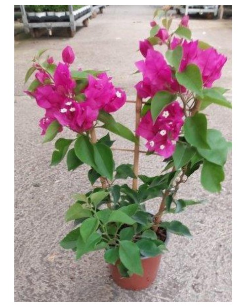 Bouganvillea sange m14 espaldera                  