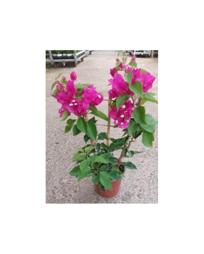 Bouganvillea sange m14 espaldera                  