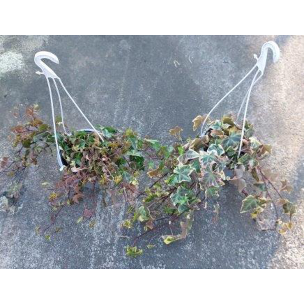 Hedera colgar 14Ø                                 
