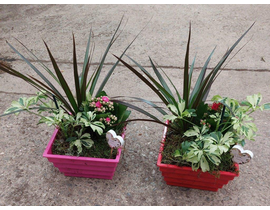 Centro melanina begonia                           