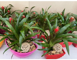 Centro melanina begonia                           