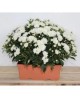 Chrysanthemum jardinera 40cm                      