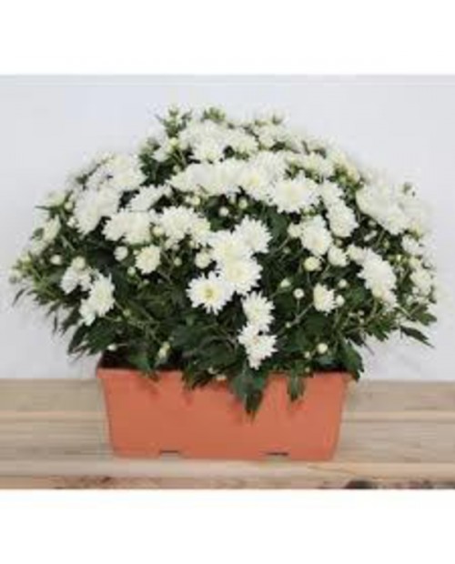 Chrysanthemum jardinera 40cm                      