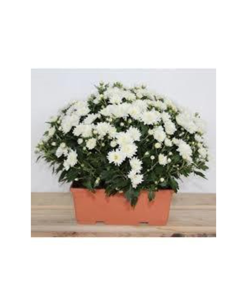 Chrysanthemum jardinera 40cm                      
