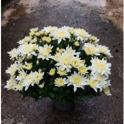 Chrysanthemum bola m13                            