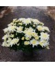 Chrysanthemum bola m13                            