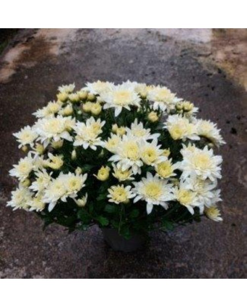 Chrysanthemum bola m13                            