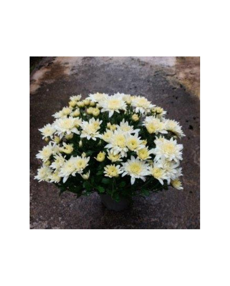 Chrysanthemum bola m13                            