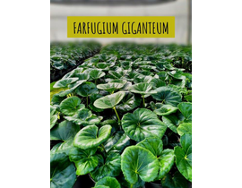 Farfugium giganteum 2.5lt (ligularia)             