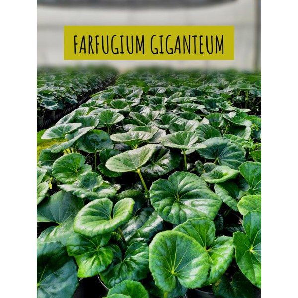 Farfugium giganteum 2.5lt (ligularia)             