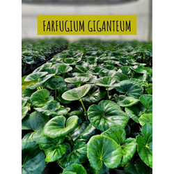 Farfugium giganteum 2.5lt (ligularia)             