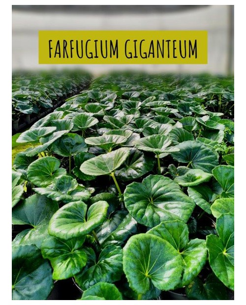 Farfugium giganteum 2.5lt (ligularia)             