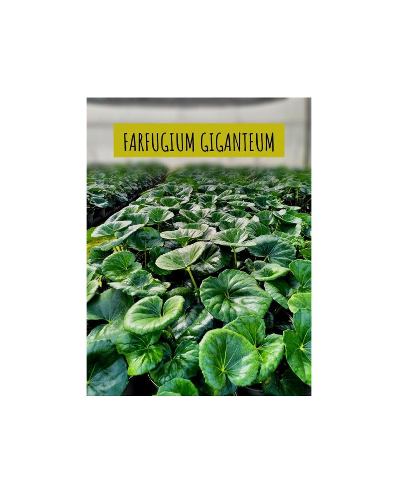 Farfugium giganteum 2.5lt (ligularia)             