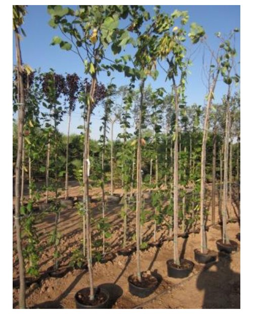 Cercis siliquastrum m25 150/175