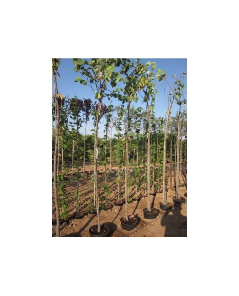 Cercis siliquastrum m25 150/175                   