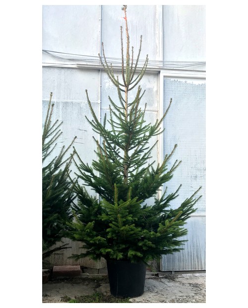 Abeto excelsa maceta 200/225cm naranja            