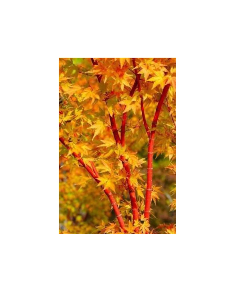 Acer palmatum sango kaku 80/100                   