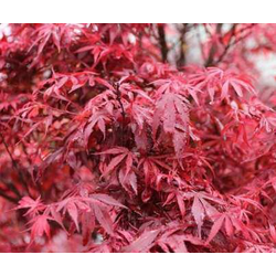 Acer palmatum shaina 7lt 80                       