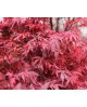 Acer palmatum shaina 7lt 80                       