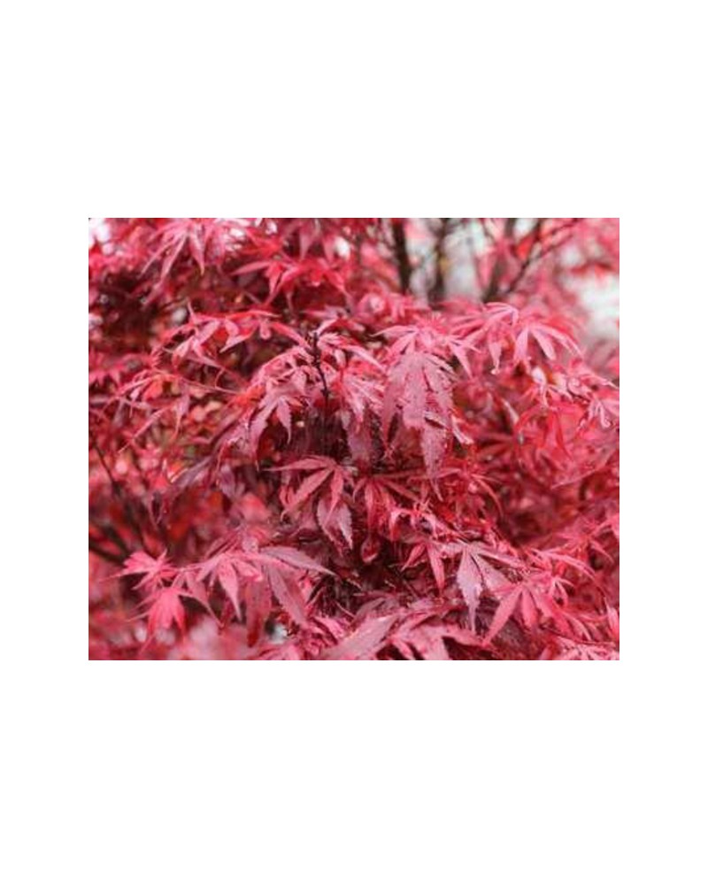Acer palmatum shaina 7lt 80                       